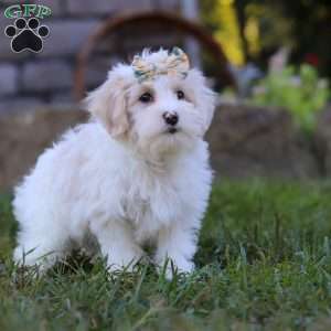 Willow, Maltipoo Puppy
